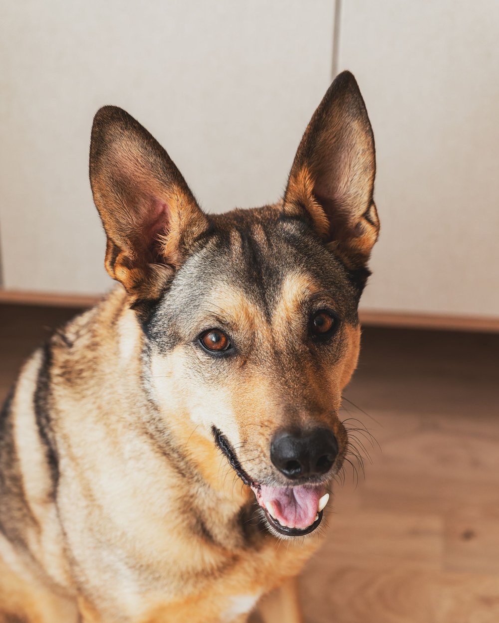 Питомец GOOD BOY